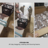 Three photos of people bagging beans.