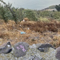 This is a picture of a discarded face mask that has been dropped in a bush by a body of water. 