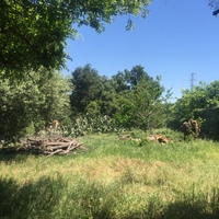 A photograph of an overgrown clearing. 