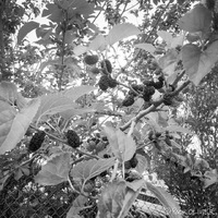 A tree with mulberries sprouting out. 