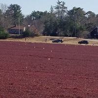 A field of cranberries. 