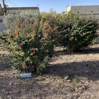 This is a picture of a face mask that has been discarded at the base of a bush with red flowers. 