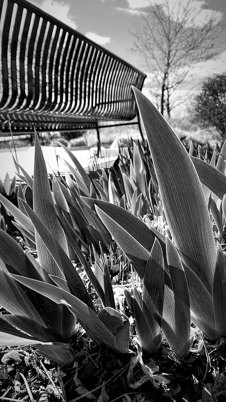 plants growing behind a bench. 