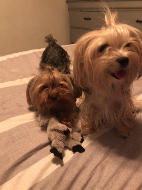 A photo of two dogs.